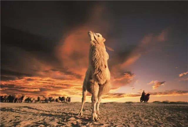 内蒙古阿拉善散养双峰驼,双峰驼是最罕见的动物