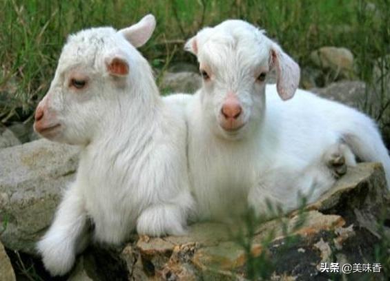 如何防止初生羔羊拉稀,羔羊拉稀绿色是什么原因