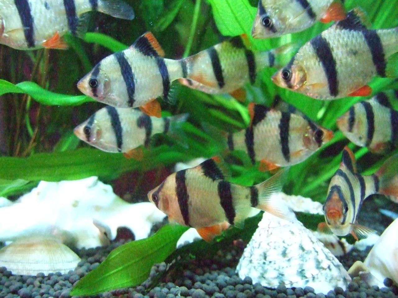 鱼百科动画,鱼百科大全图片