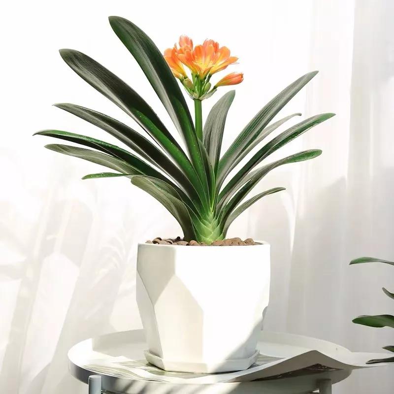 十二生肖对应的幸运花是什么花,十二生肖各该种什么花