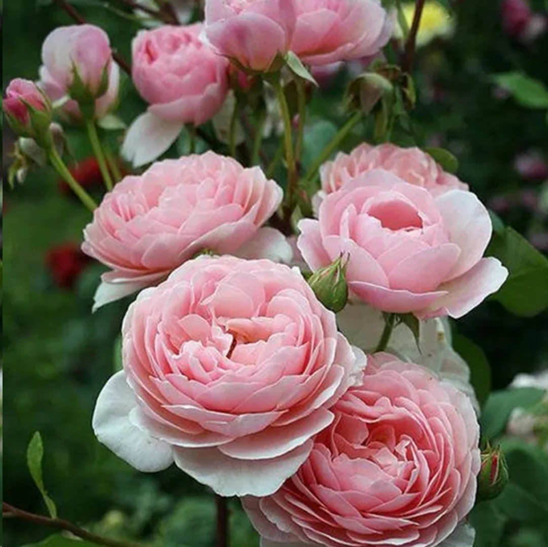 地栽月季雨季管理,一连很多天阴雨天月季怎么办