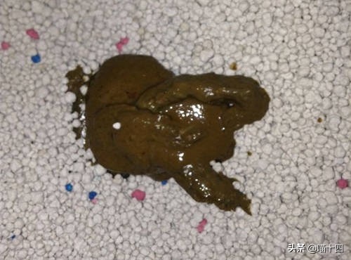 39天小猫软便,老是软便