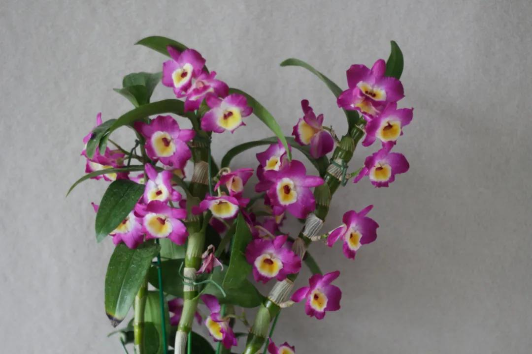 这43个来自世界各地的新品种，快来看看有没有你的菜