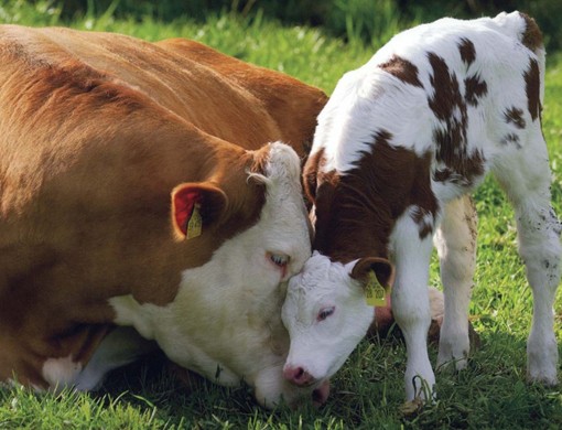 口碑最好的母牛预混料,母牛预混料哪个品牌好