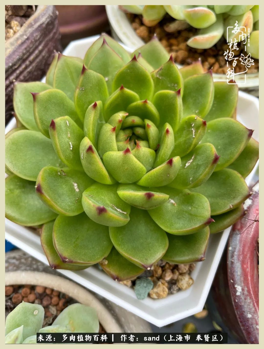 多肉怎么度过三伏天,多肉在三伏天怎么度夏