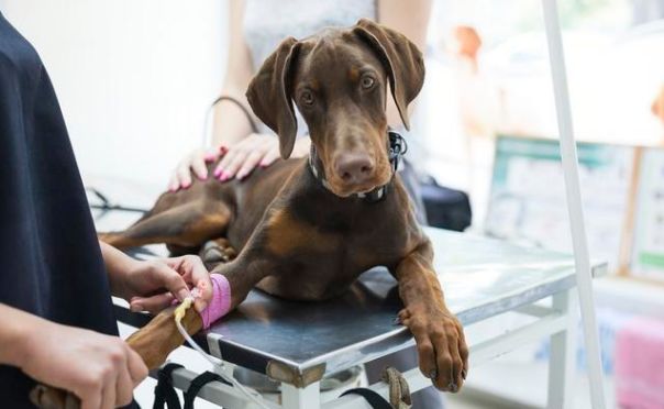 狗狗得细小之后容易得犬瘟么,狗狗得细小有治愈几率吗