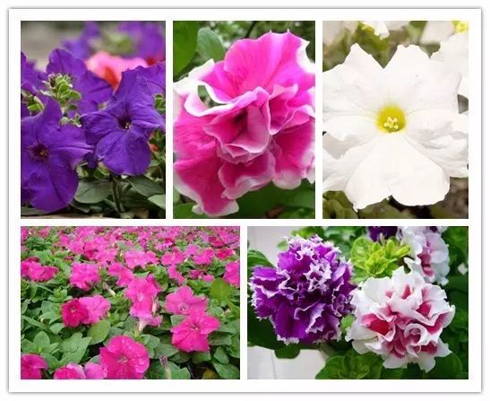 北方喜阴的室内植物花卉有哪些,喜阴耐寒的室外花卉植物有哪些