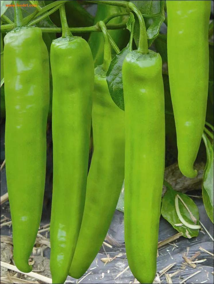 青州蔬菜今日行情 (寿光青州临朐等最新蔬菜价格行情)