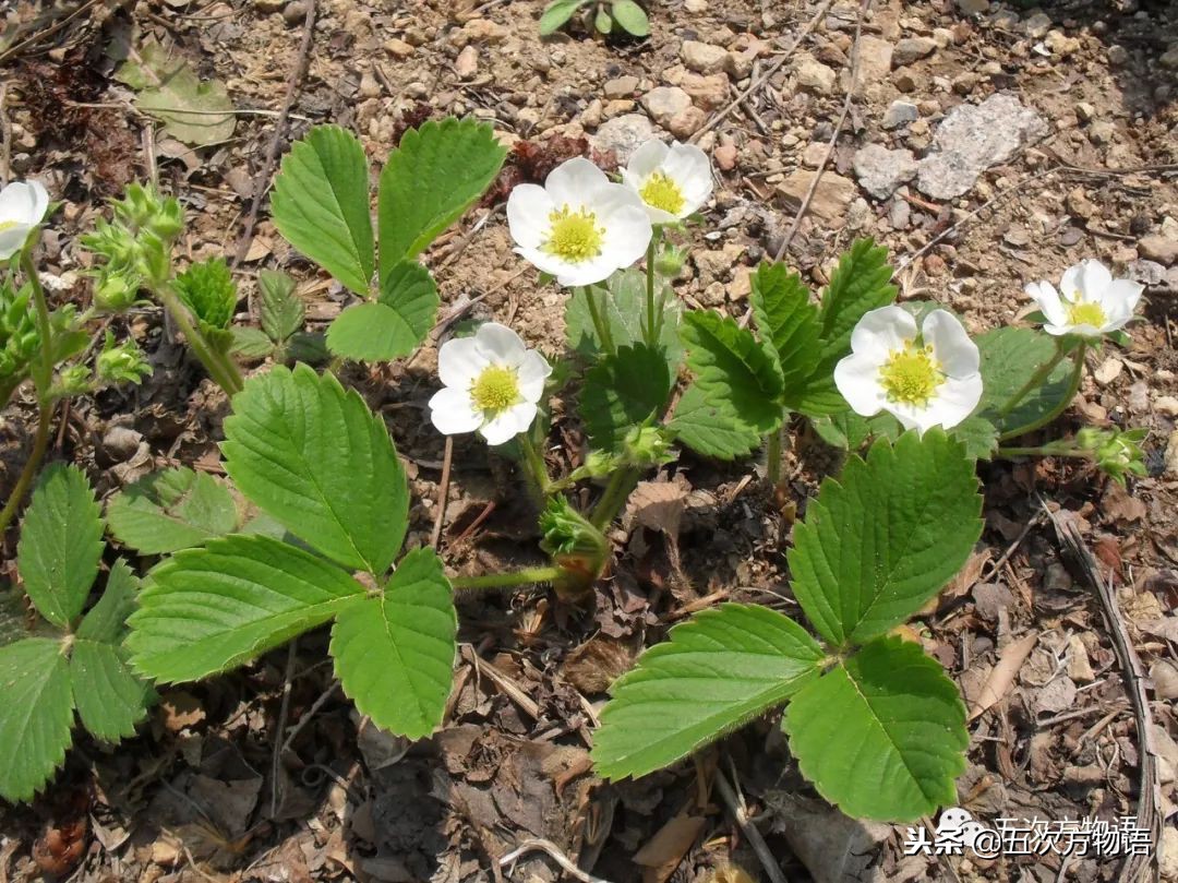 蛇莓是蛇的食物吗,蛇莓和蛇的视频