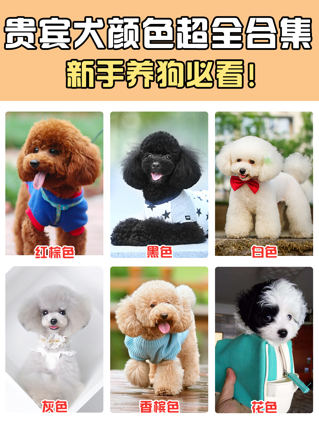 香槟色标准型贵宾犬分几种颜色,灰贵宾犬颜色变化过程