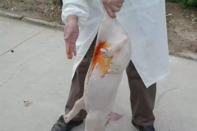 养猪技术技巧和经验直播,母猪养猪知识大全