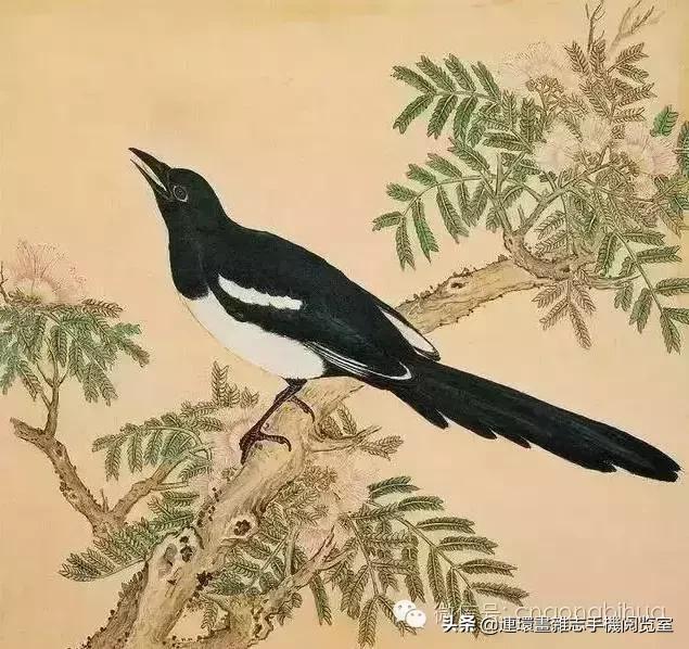 清宫鸟谱,清宫秘传鸟谱大全