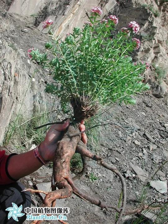 狼毒膏一日抹几次,一日一草图片大全集