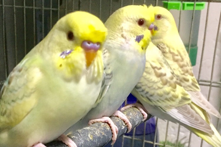 虎皮鹦鹉一共几种颜色,虎皮鹦鹉哪个品种最聪明