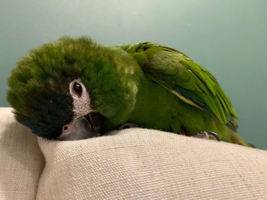 最受欢迎的金刚鹦鹉品种,金刚鹦鹉有没有100块钱的