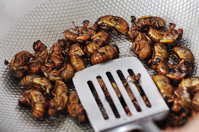 知了猴吃多了对身体有坏处吗,吃知了猴对身体好不好