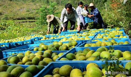 农村开山种什么最赚钱,农村种植什么最赚钱年入十几万