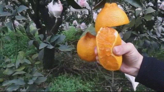 颜值爆表的丑八怪,无死角的丑八怪