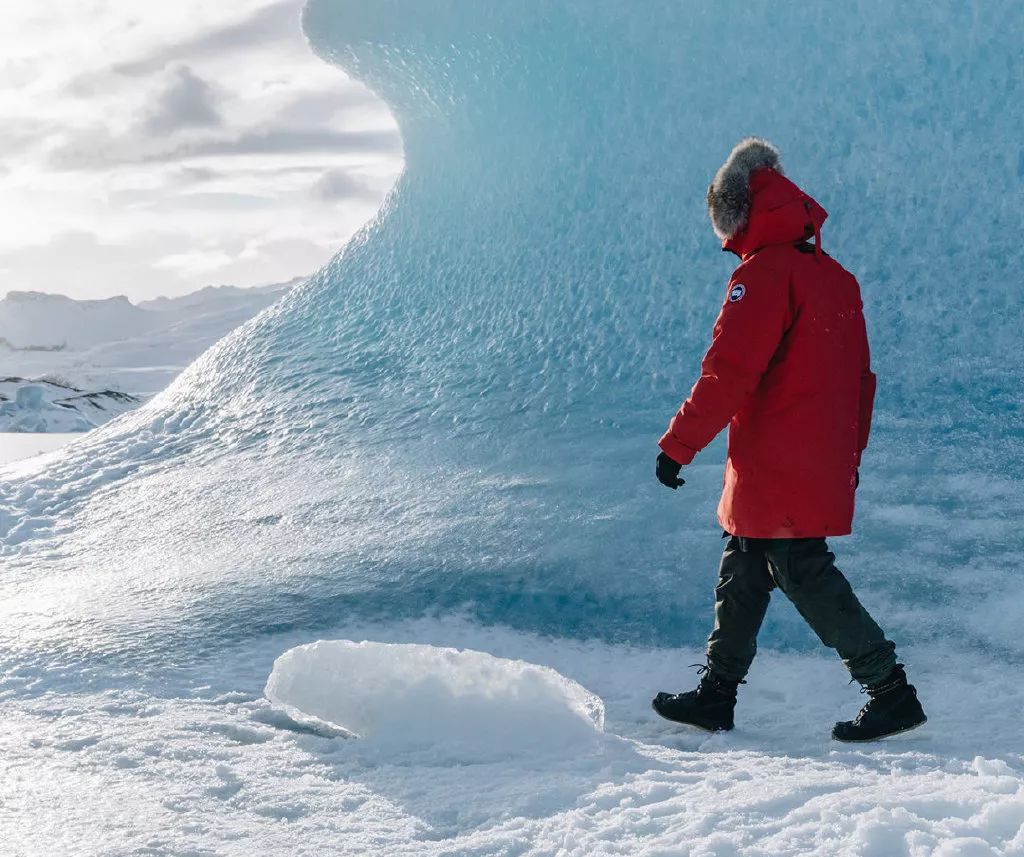 加拿大鹅既要风度又要温度,加拿大鹅冬天怎么保暖的