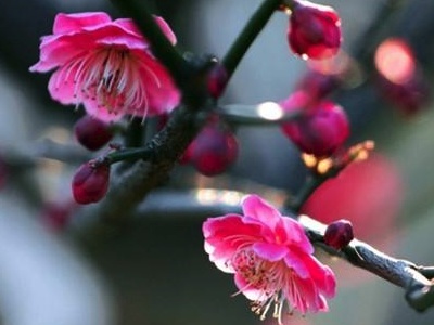 红梅花怎么养,红梅花养着突然枯萎了是怎么回事