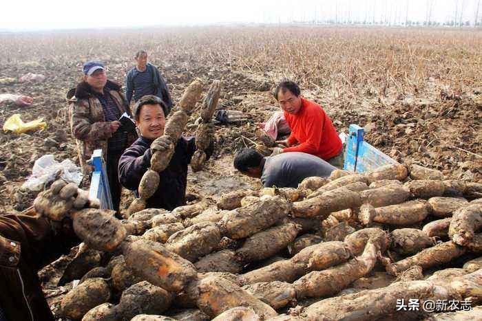 开小货车做什么赚钱,开小货车下乡卖土豆利润多少