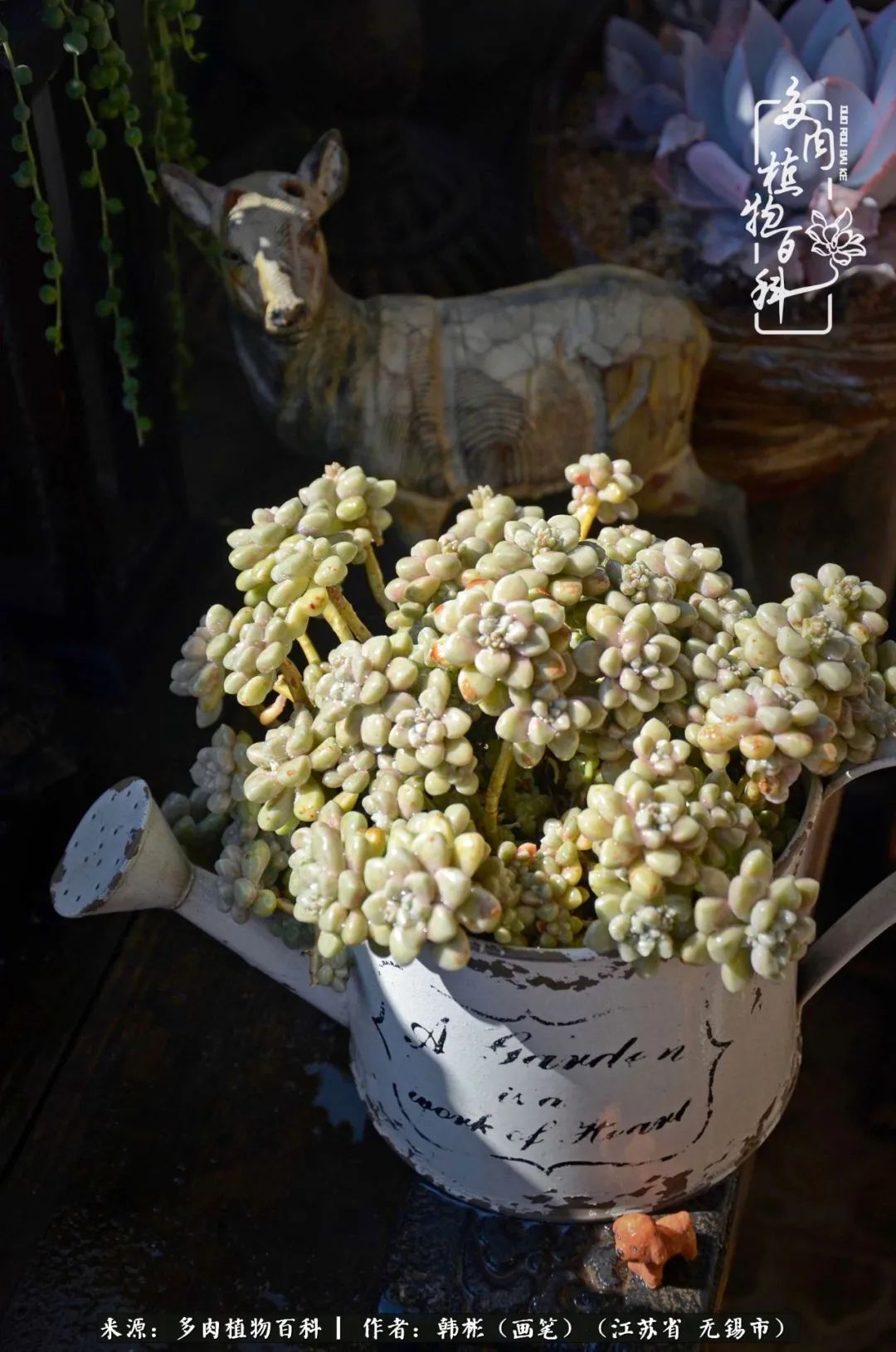 听音乐赏多肉,听音乐赏花赏美景