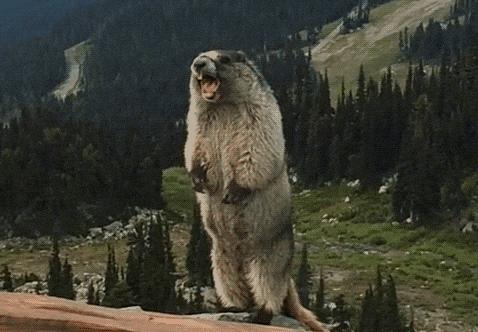 “我”偷走了你的天鹅颈、直角肩，人鱼背