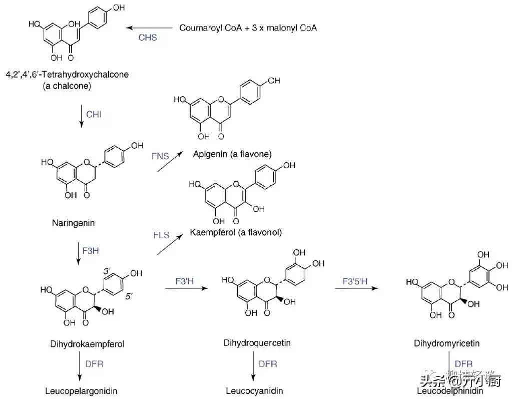 紫红色的新鲜玉米是转基因玉米吗,黑色微甜的玉米是转基因的吗