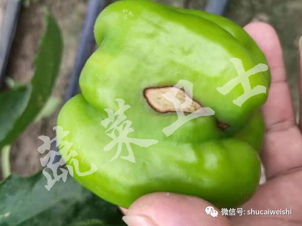 辣椒苗期病毒病的防治,辣椒蓟马花叶病