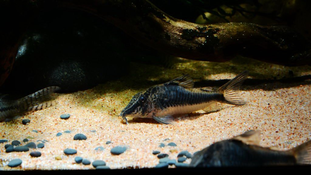 养鼠经验总结,鼠鱼的养殖方法和注意事项