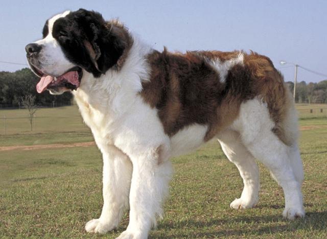 圣伯纳犬是雪山救援犬么,雪山救援犬圣伯纳报价