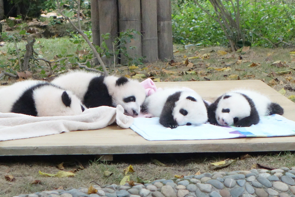 成都4日跟团游,成都市区四日游经典线路