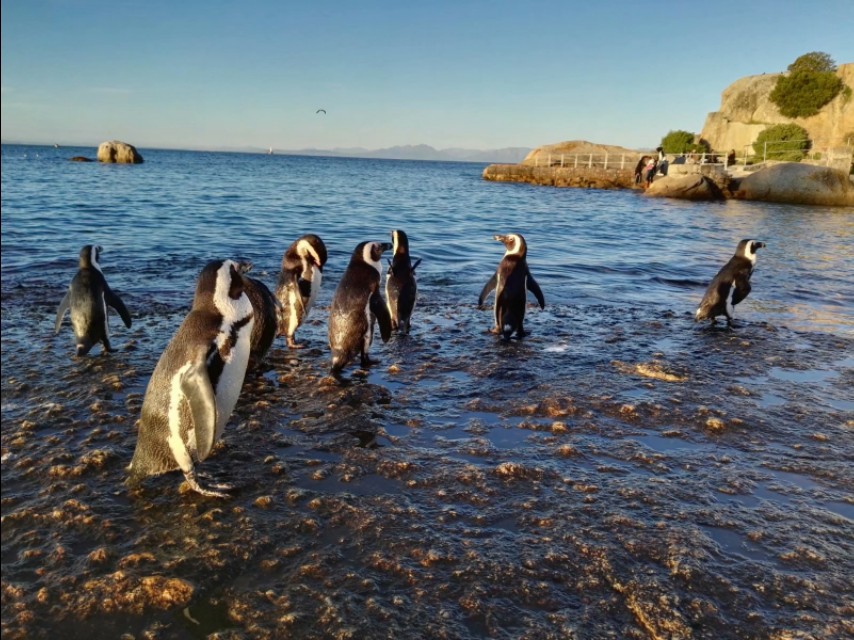 南非开普敦山吃饭,开普敦桌山上帝遗落在人间的餐桌