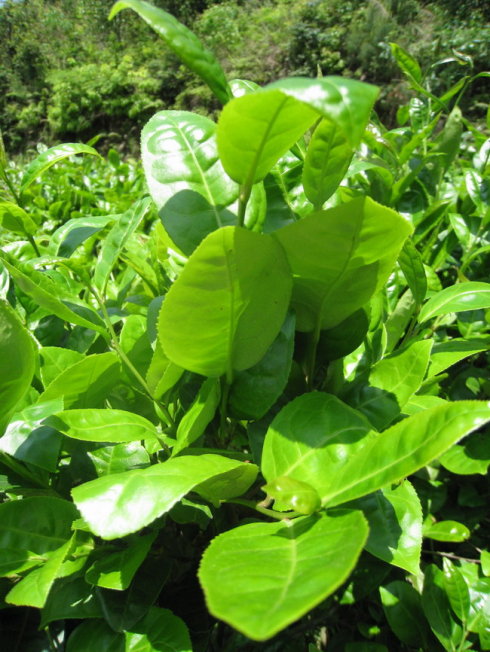 永春佛手茶对比铁观音,永春佛手茶和铁观音茶的区别