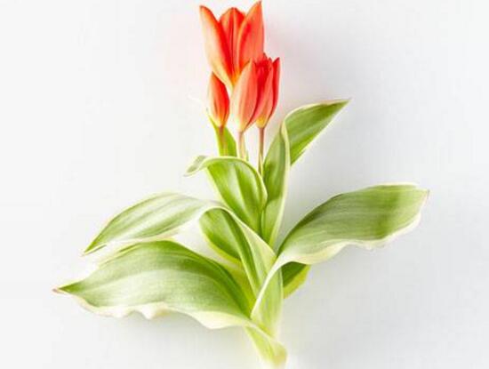 刚买的郁金香叶子发黄怎么恢复,郁金香叶子发黄怎么回事水培