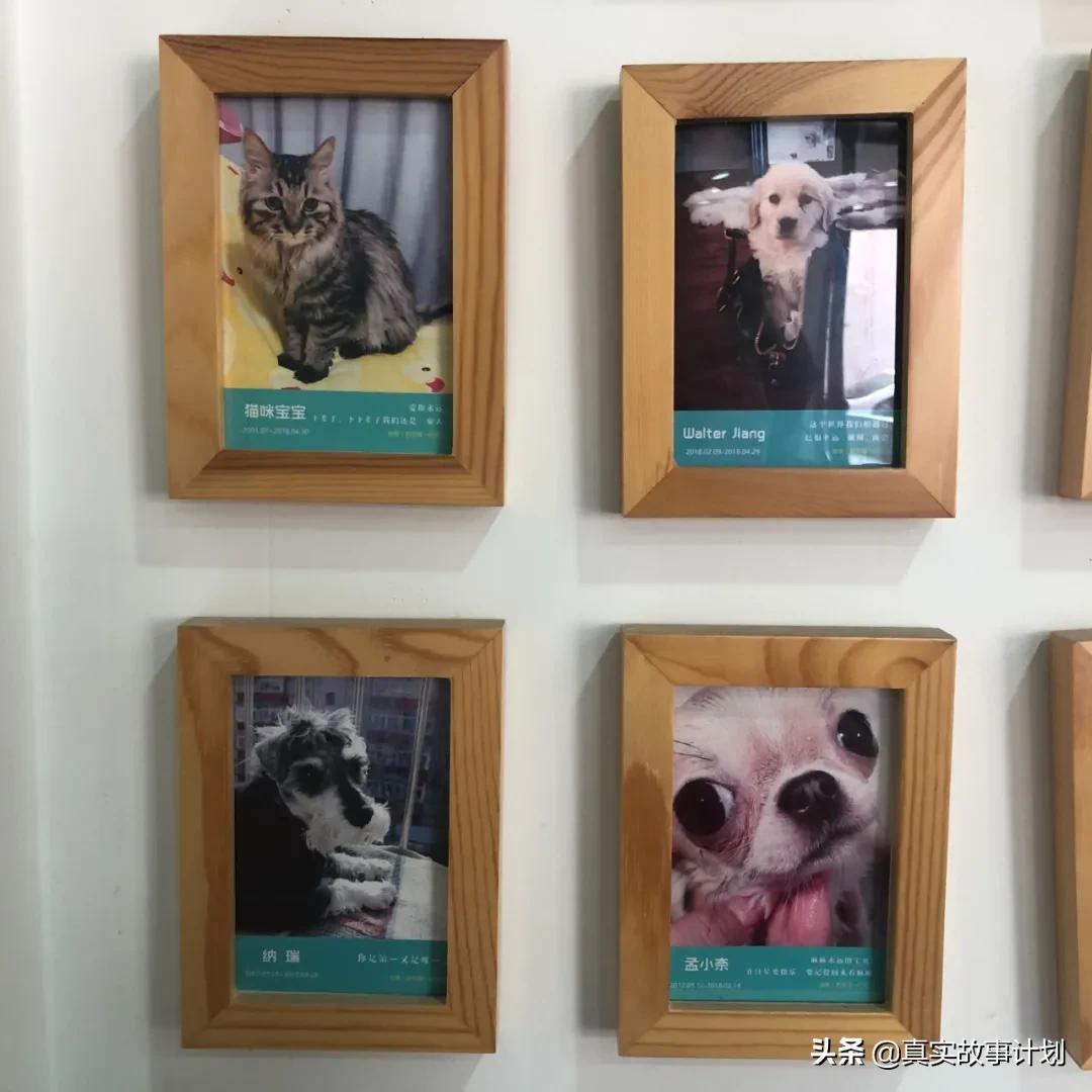 宠物火化宠物陪葬怎么处理,宠物殡葬火化兔子