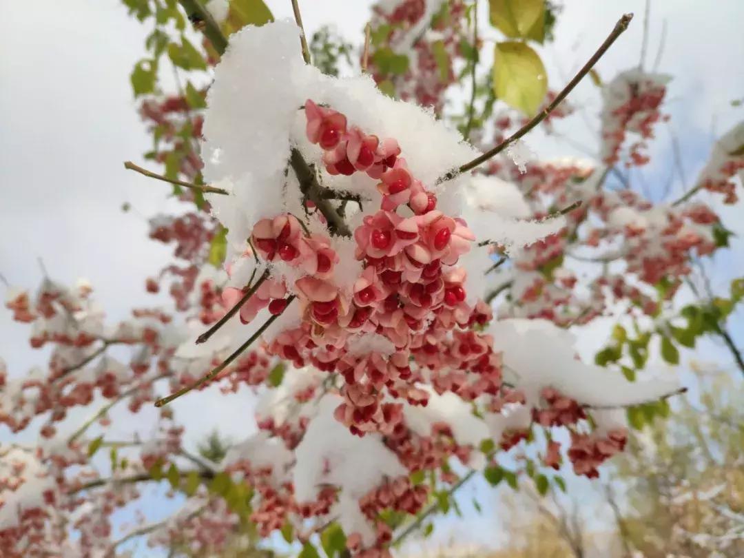 2019西北民族大学预科,高考志愿西北民族大学