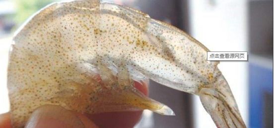 养殖对虾发现有小部分死了怎么办,对虾为什么养殖不活