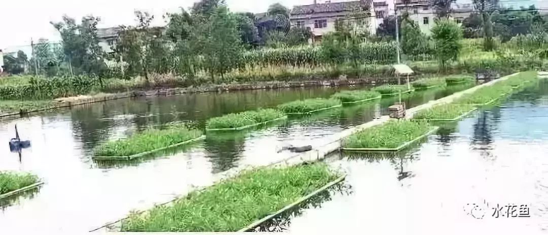 裸藻和裸甲藻是同一藻类吗,蓝藻与绿藻的相同点