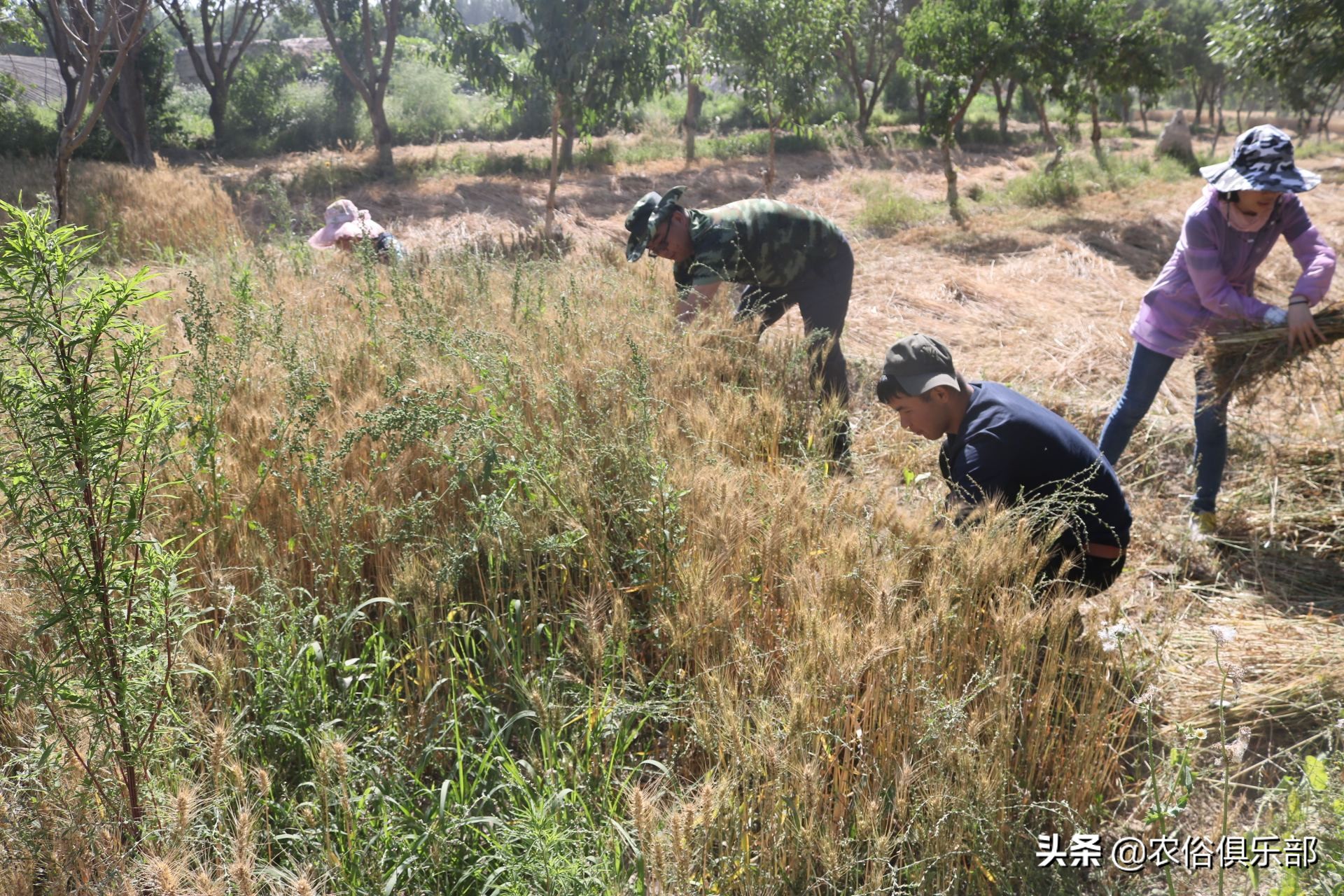 四月十二下雨谚语,四月十二的农谚