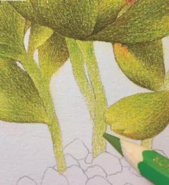 彩铅画入门教程多肉,彩铅画教程入门多肉