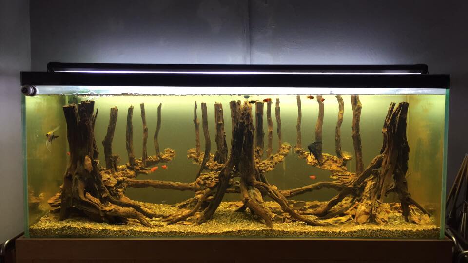 中国草缸,中国草缸造景图