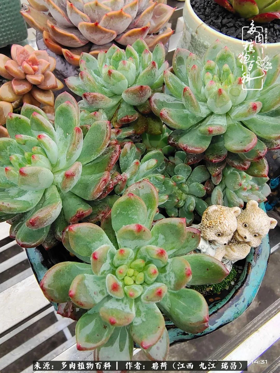 养了五年的多肉看到岁月的痕迹,经过一年春夏秋冬的轮回