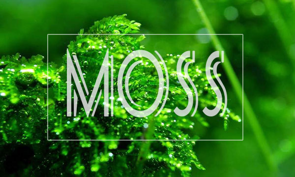 皇冠水草品种大全,亚马逊水草品种