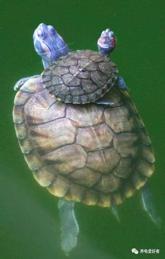 乌龟龟甲破了还会长回来吗,龟背甲受伤需要干养吗