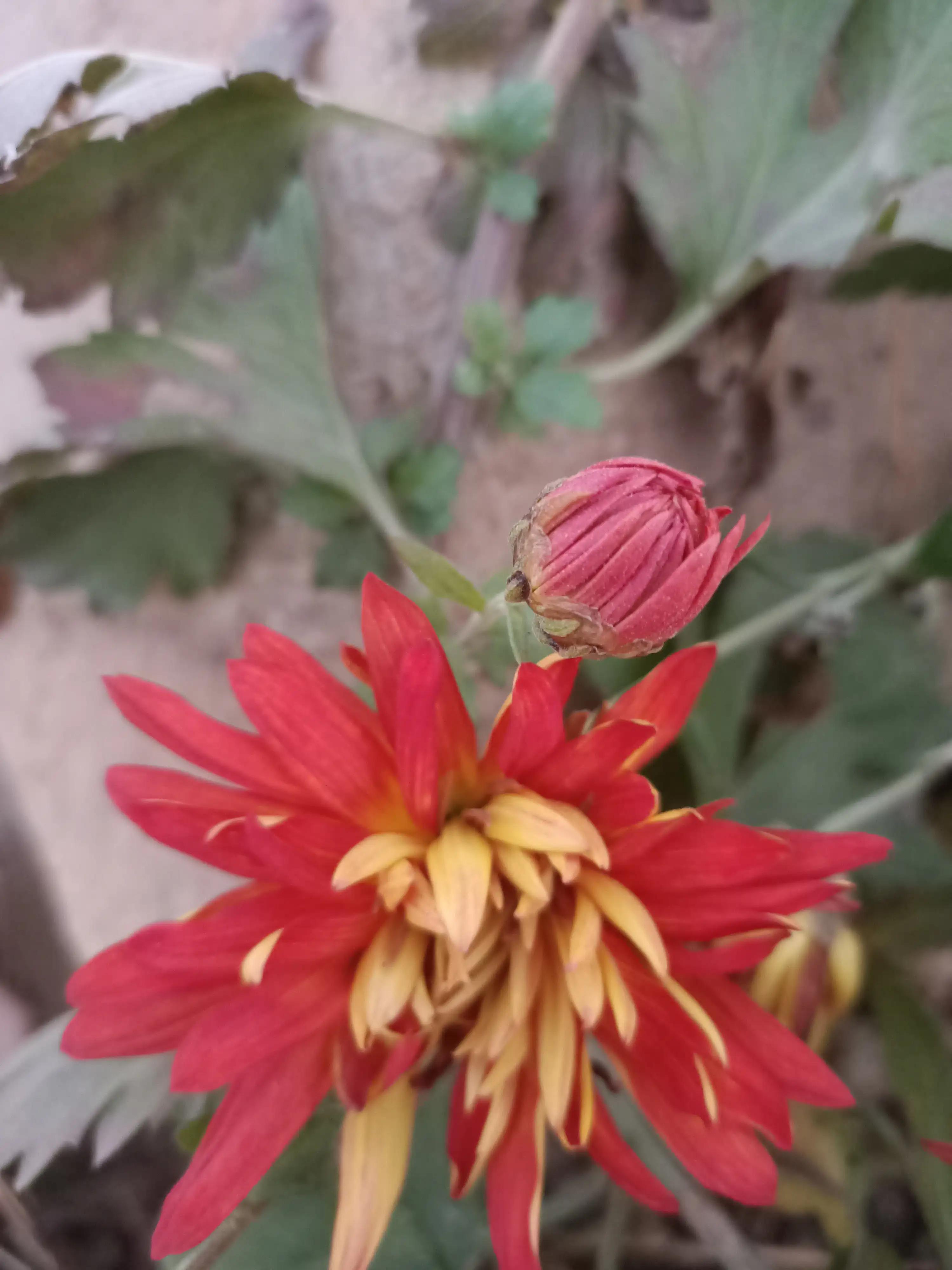 初冬，河渠畔，凋零的美之菊花的气节