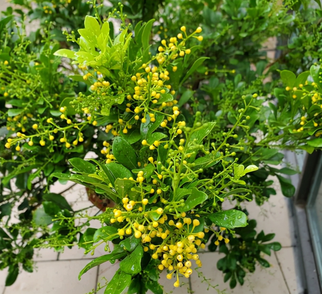 米兰怎样过冬,马上过冬了怎么养护花