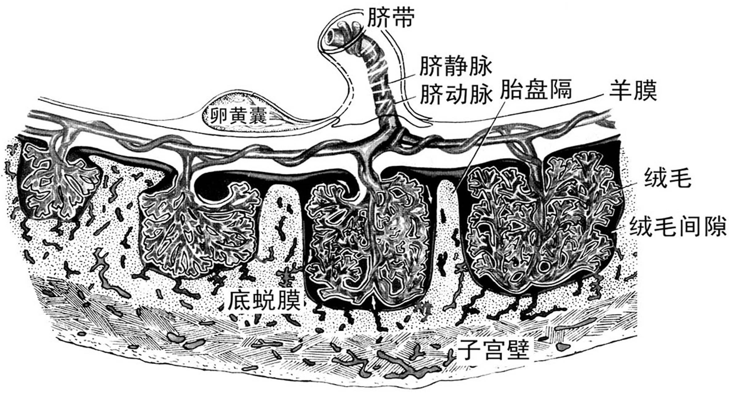 明明白白做产检,胎盘在超声上的表现