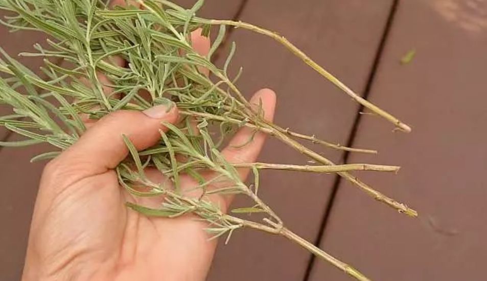 薰衣草扦插苗和原生苗哪个好,薰衣草扦插繁殖详细教程图解