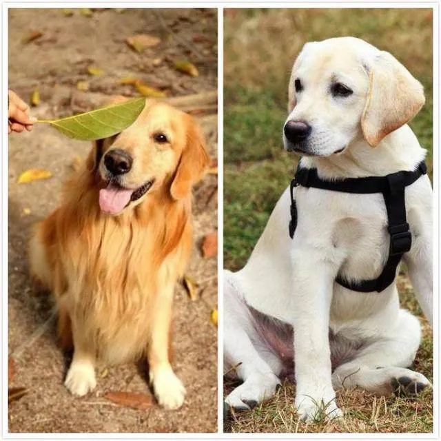 世界拉布拉多犬冠军,世界上最大的纯种拉布拉多成年犬